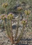 Pseudosedum lievenii