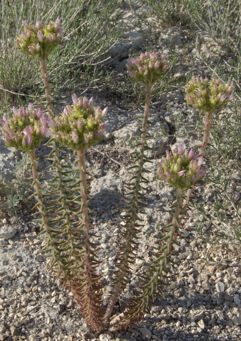 Image of Pseudosedum lievenii specimen.