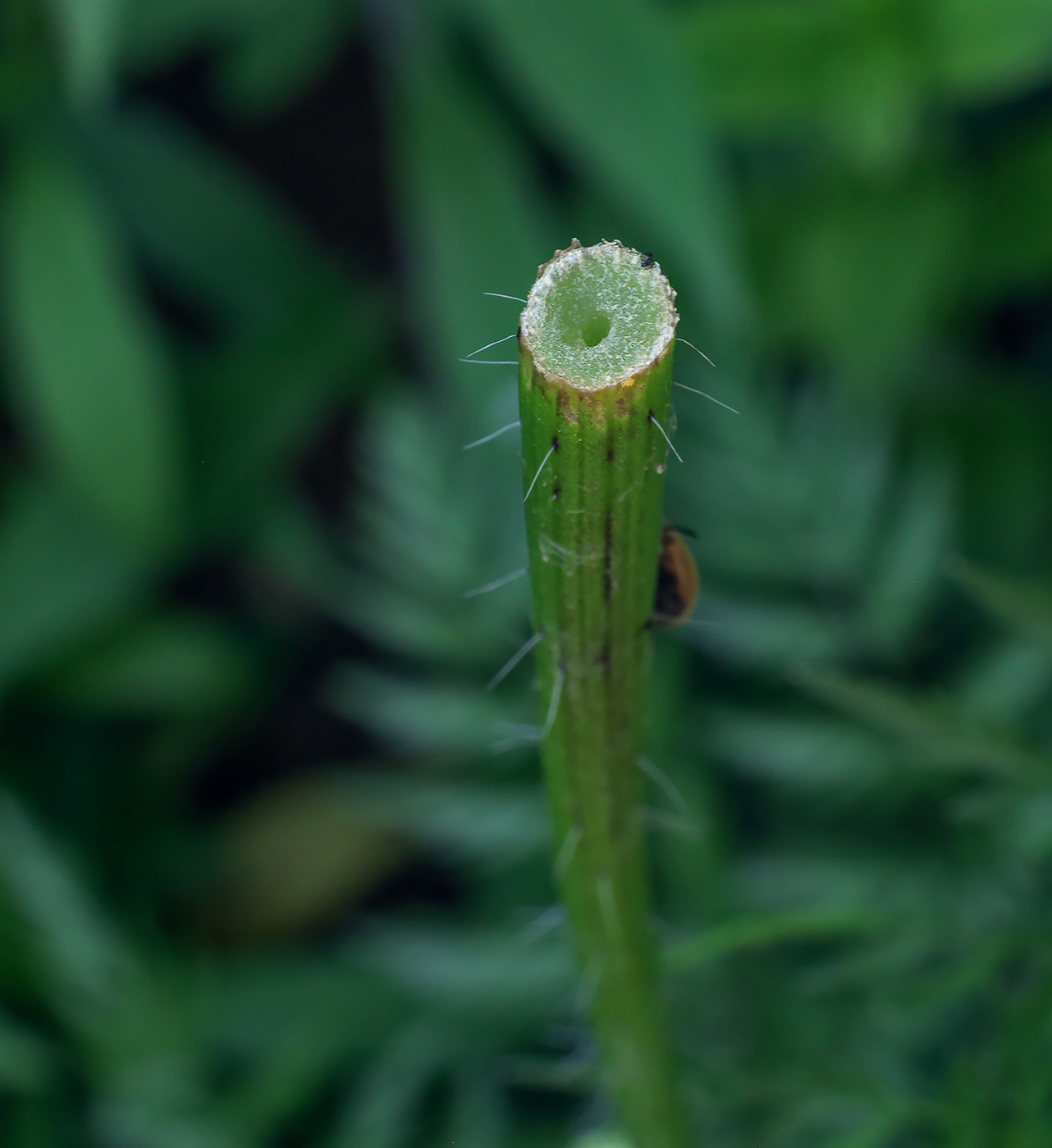 Image of Chaerophyllum prescottii specimen.
