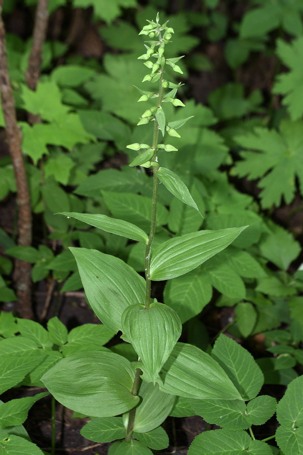 Изображение особи Epipactis helleborine.