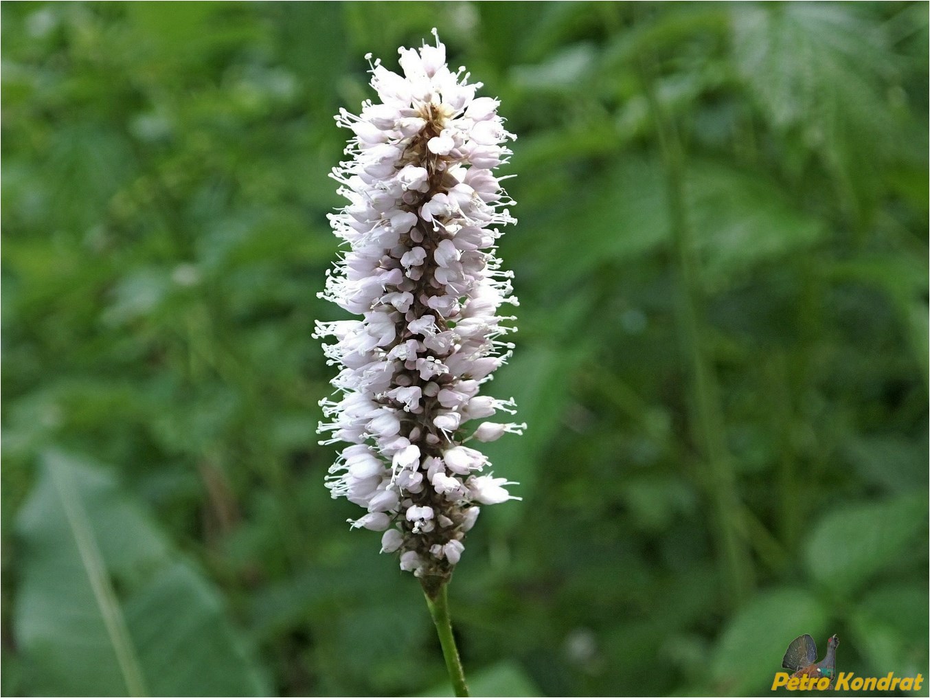 Изображение особи Bistorta officinalis.