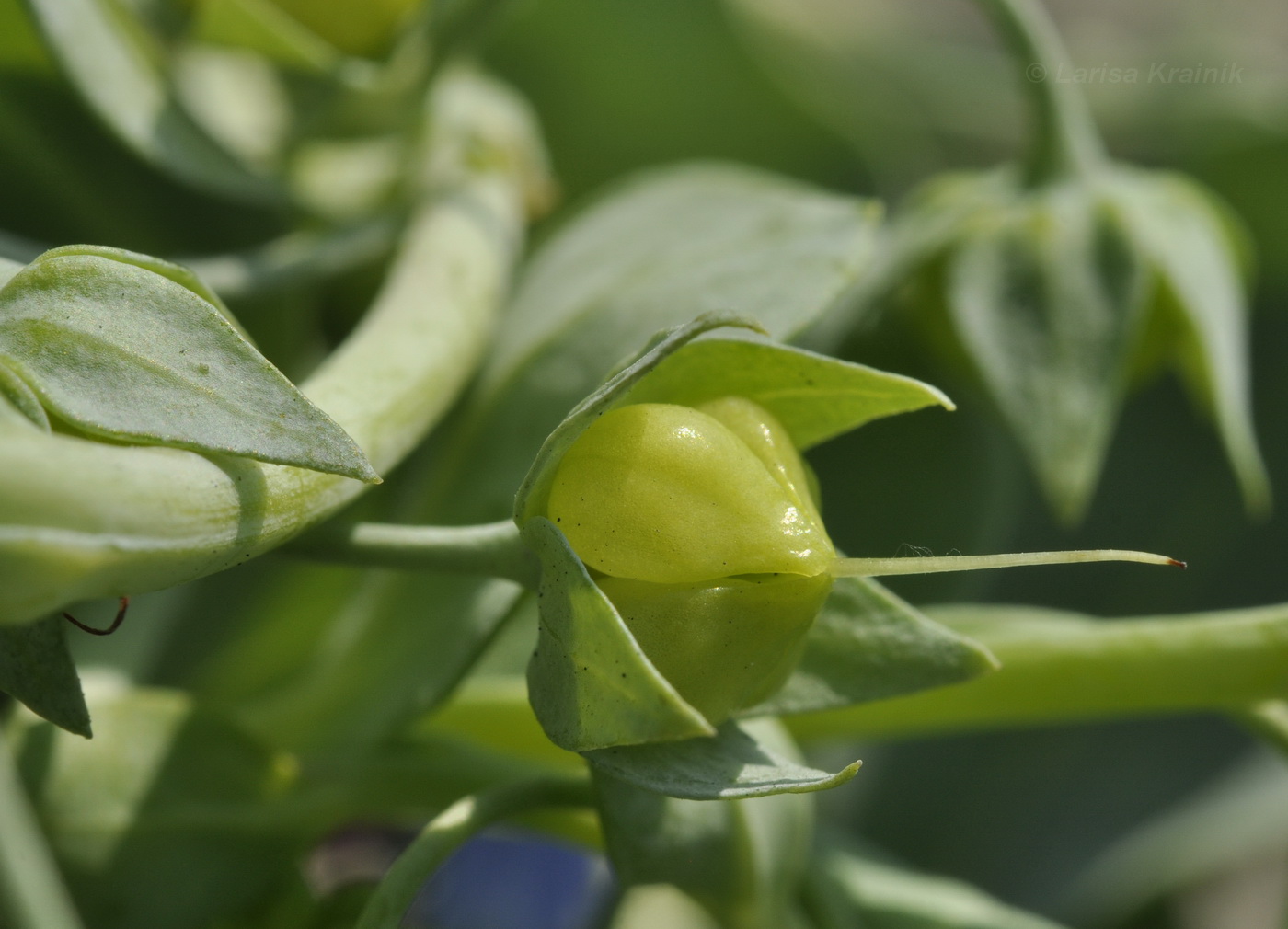 Image of Mertensia maritima specimen.