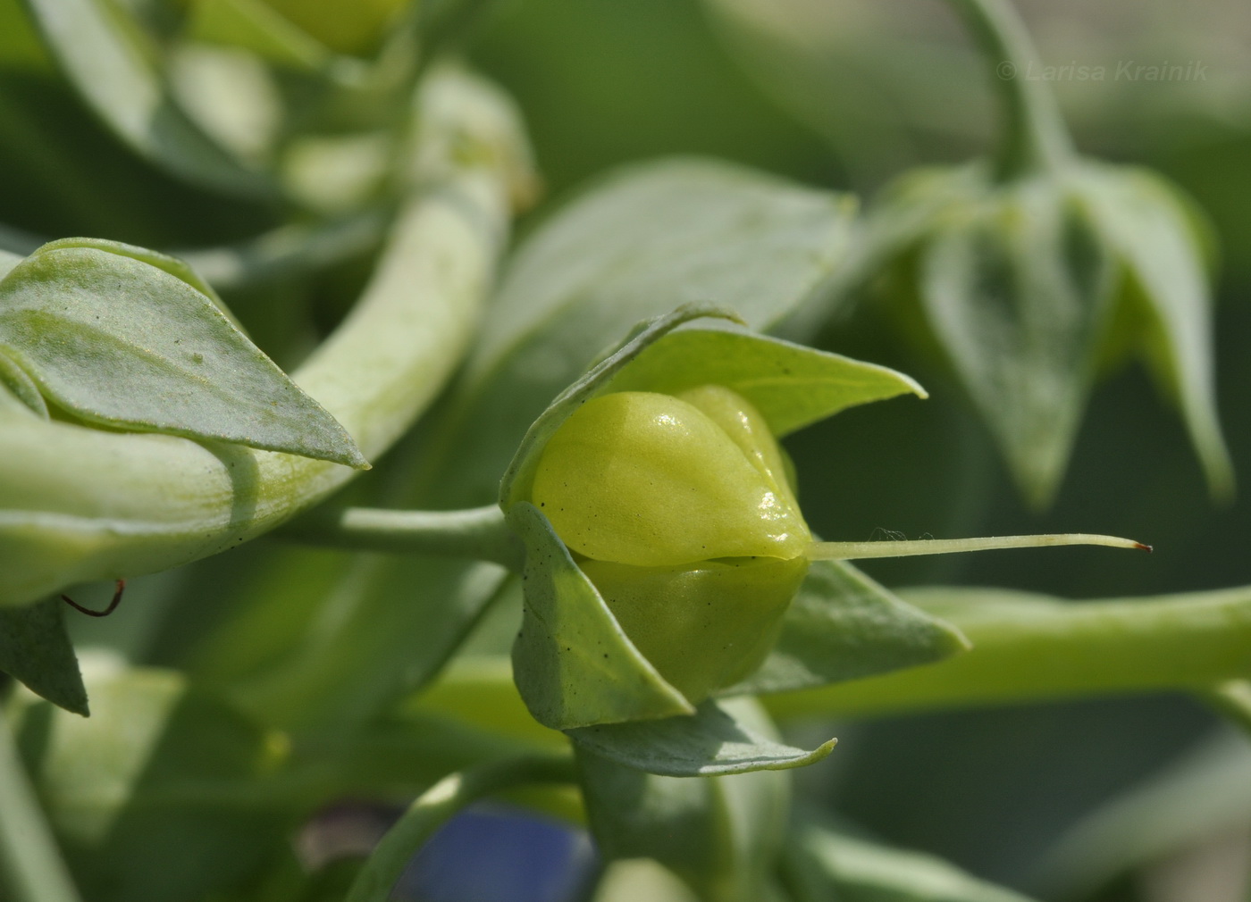 Изображение особи Mertensia maritima.