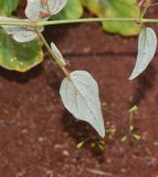 Boerhavia erecta