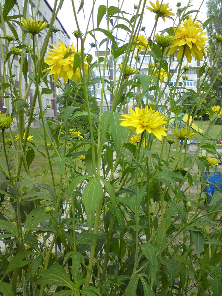 Image of Rudbeckia laciniata var. hortensia specimen.