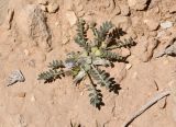 Astragalus tribuloides