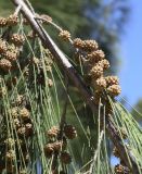 Casuarina equisetifolia. Часть ветви с соплодиями. Испания, автономное сообщество Каталония, г. Барселона, городской парк Монтжуик, площадка перед спуском с ул. Av. de l’Estadi (напротив водн. компл. Piscines Bernat Picornell) к Нац. музею искусства Каталонии (Museu Nacional d’Art de Catalunya) по ул. Av. dels Montanyans, в культуре. 03.09.2019.