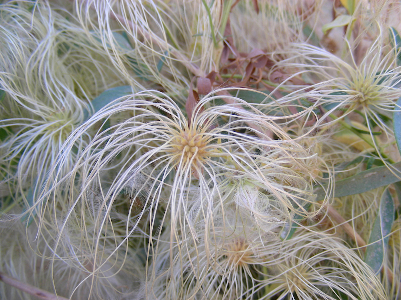 Image of Clematis orientalis specimen.