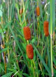 Typha laxmannii. Соплодие. Челябинская обл., Чебаркульский р-н, берег оз. Большой Кисегач, песчаный пляж. 07.08.2019.