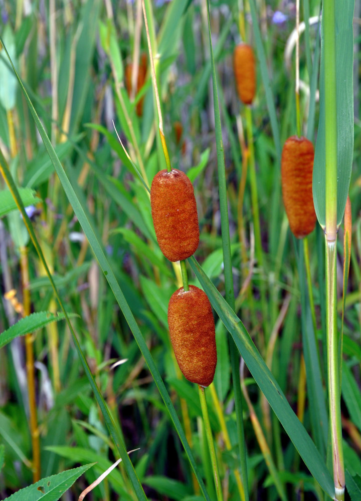 Изображение особи Typha laxmannii.