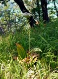 genus Achillea. Цветущее растение (за ним видны листья Veratrum). Сербия, национальный парк Тара, плоскогорье Равна Тара, опушка смешанного леса на краю обрыва. 08.07.2019.