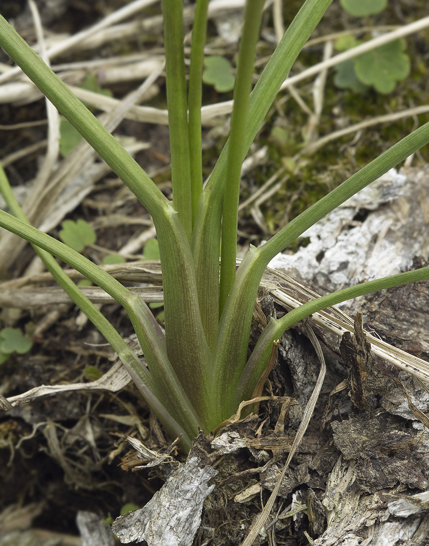 Image of Triglochin maritima specimen.