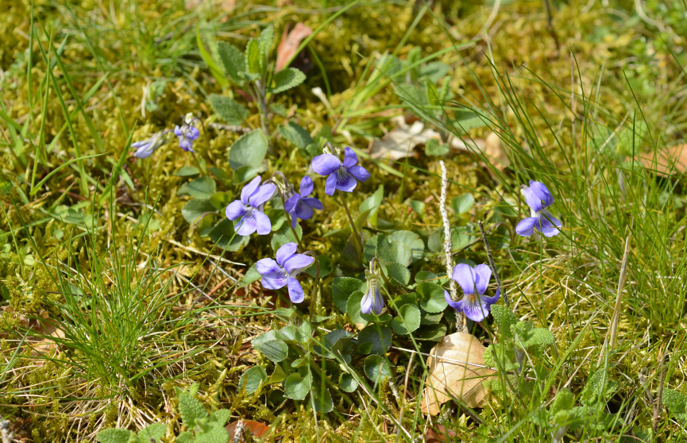 Изображение особи Viola riviniana.