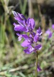 Polygala nicaeensis subspecies gerundensis. Соцветие. Испания, автономное сообщество Каталония, провинция Жирона, комарка Баш Эмпорда, муниципалитет Тороэлья-де-Монгри, долина Санта-Катерина, травянистая растительность гариги. 24.04.2019.