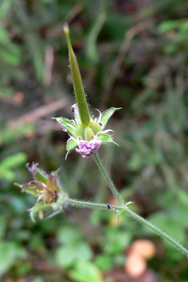 Изображение особи Geranium sylvaticum.