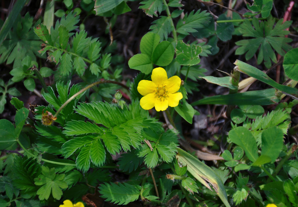 Image of Potentilla anserina specimen.