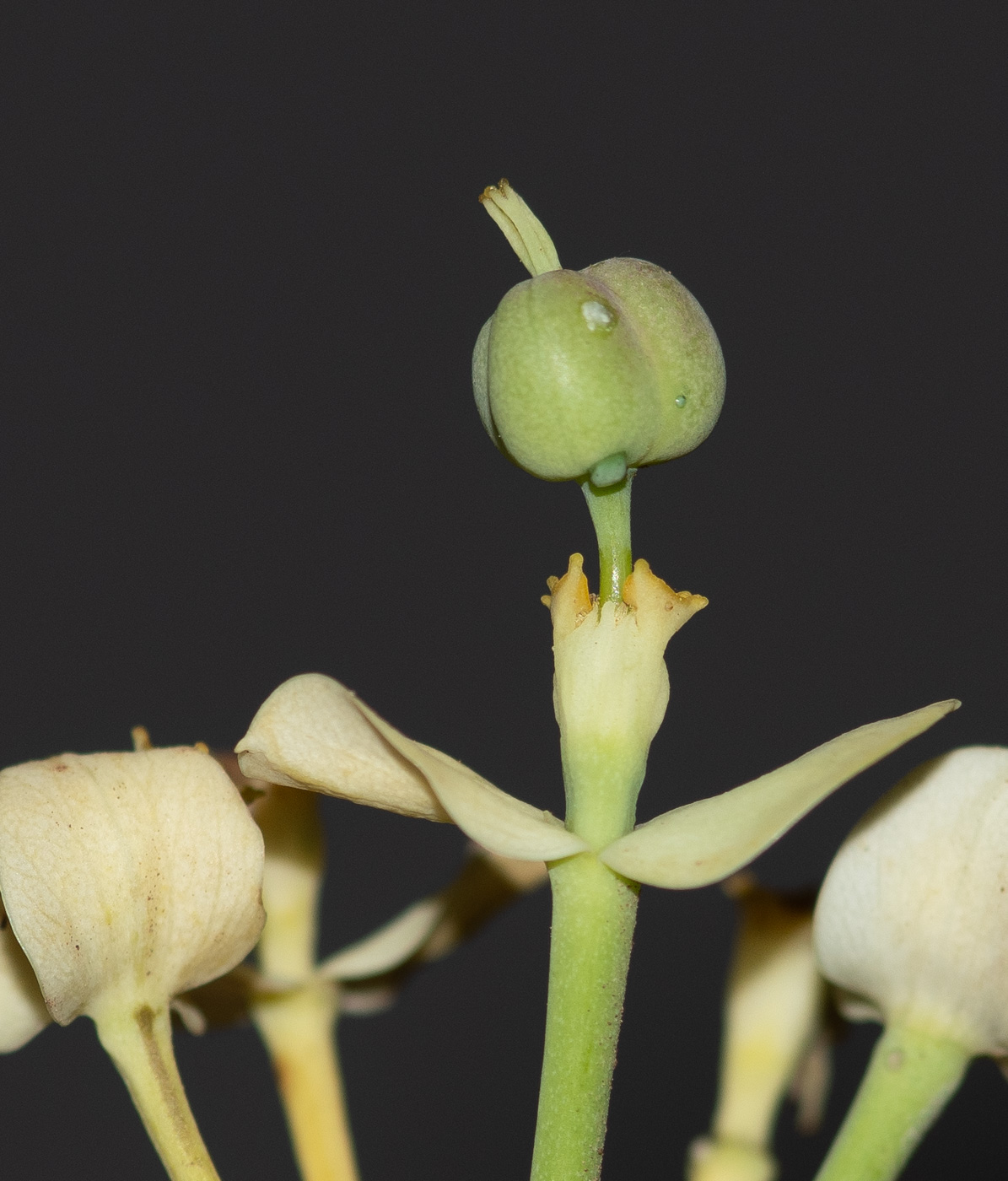 Image of Euphorbia regis-jubae specimen.