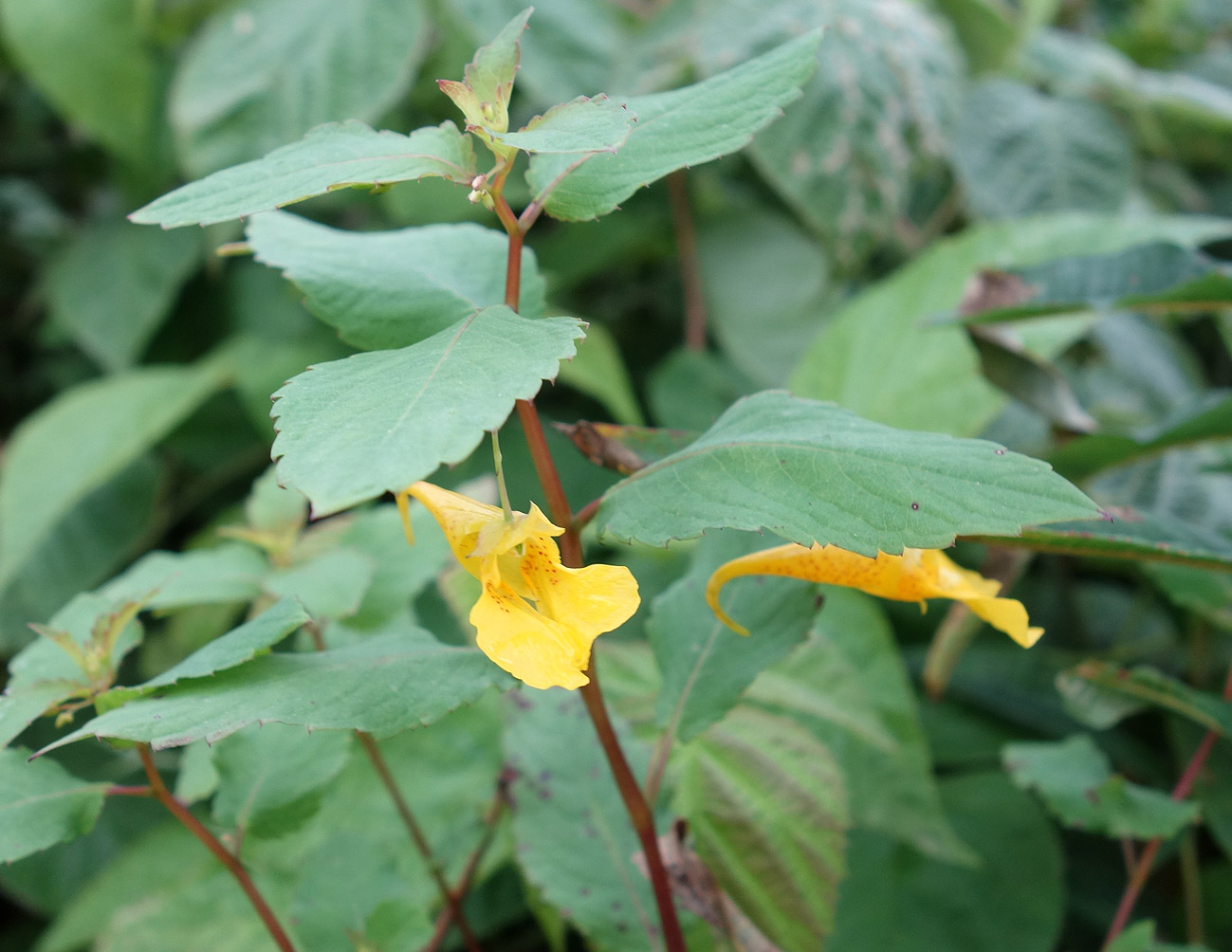 Image of Impatiens noli-tangere specimen.