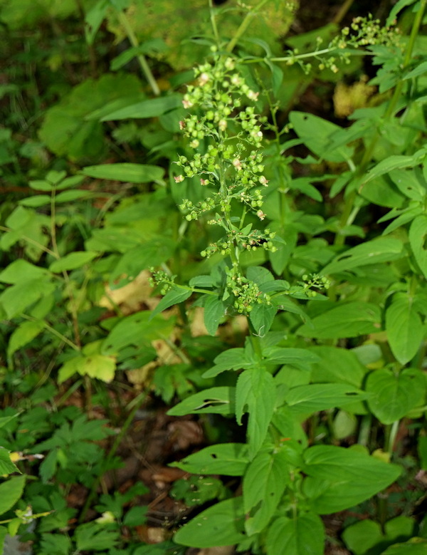 Изображение особи Scrophularia umbrosa.