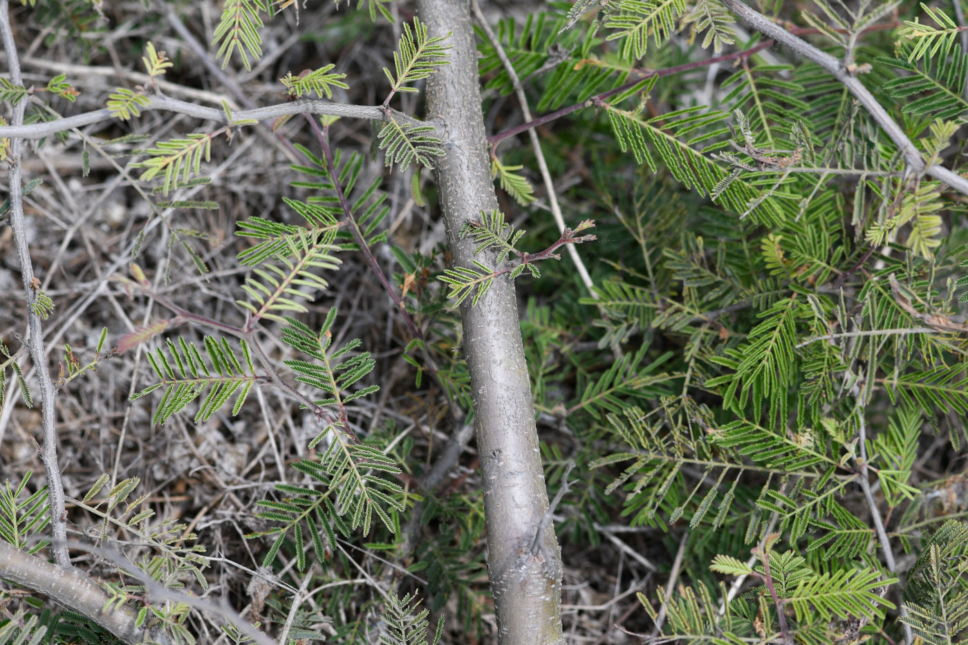 Image of Vachellia aroma var. huarango specimen.