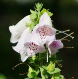 Digitalis purpurea