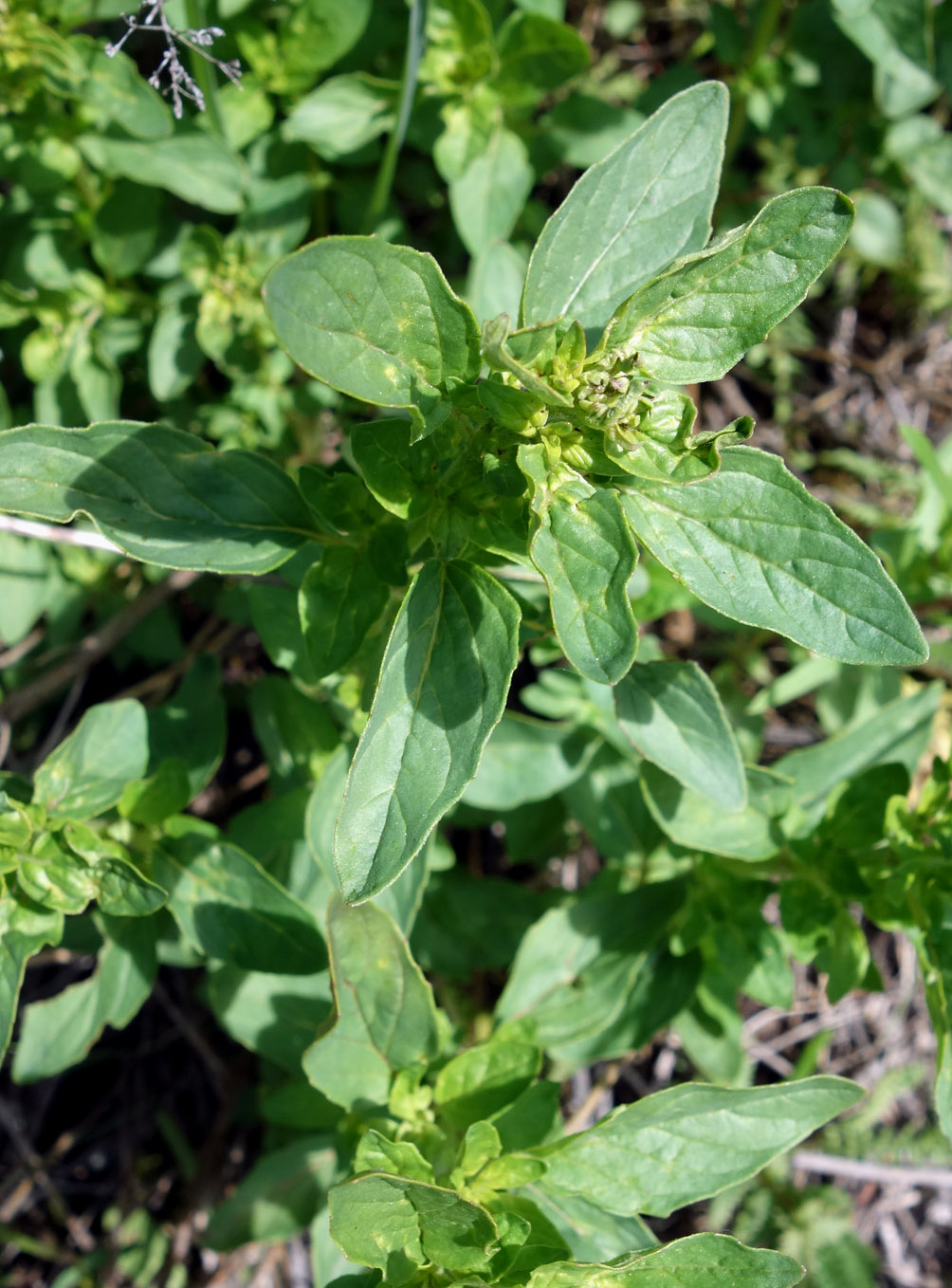 Image of Origanum vulgare specimen.