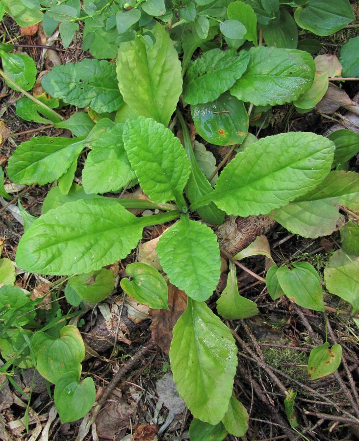 Image of Ajuga reptans specimen.