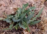 Lactuca tatarica. Листья. Кыргызстан, Иссык-Кульская обл., восточная окр. с. Бостери, территория Киргизского Взморья. 21.07.2015.