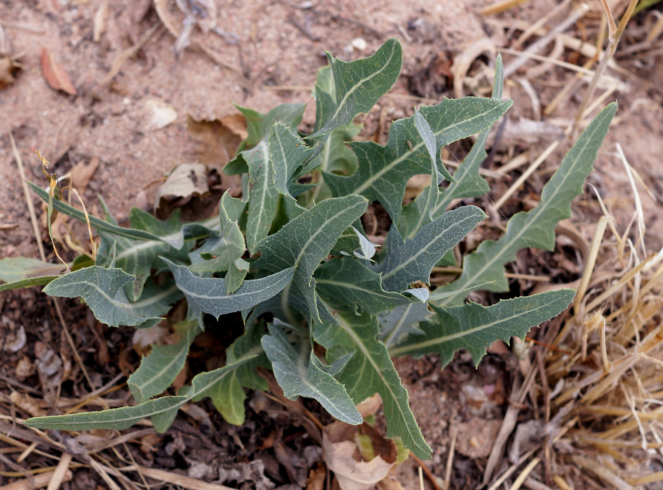 Image of Lactuca tatarica specimen.