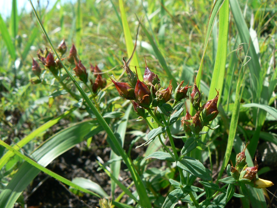 Image of Hypericum attenuatum specimen.