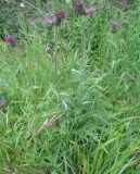 Cirsium heterophyllum