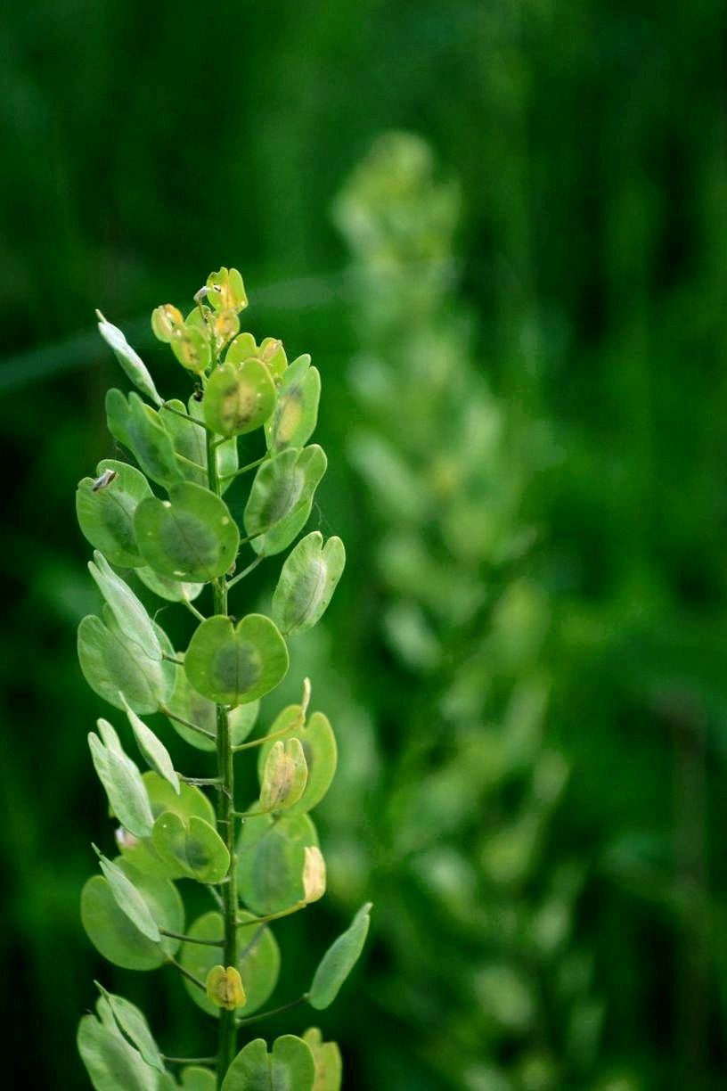 Image of Thlaspi arvense specimen.