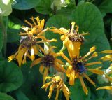 Ligularia dentata