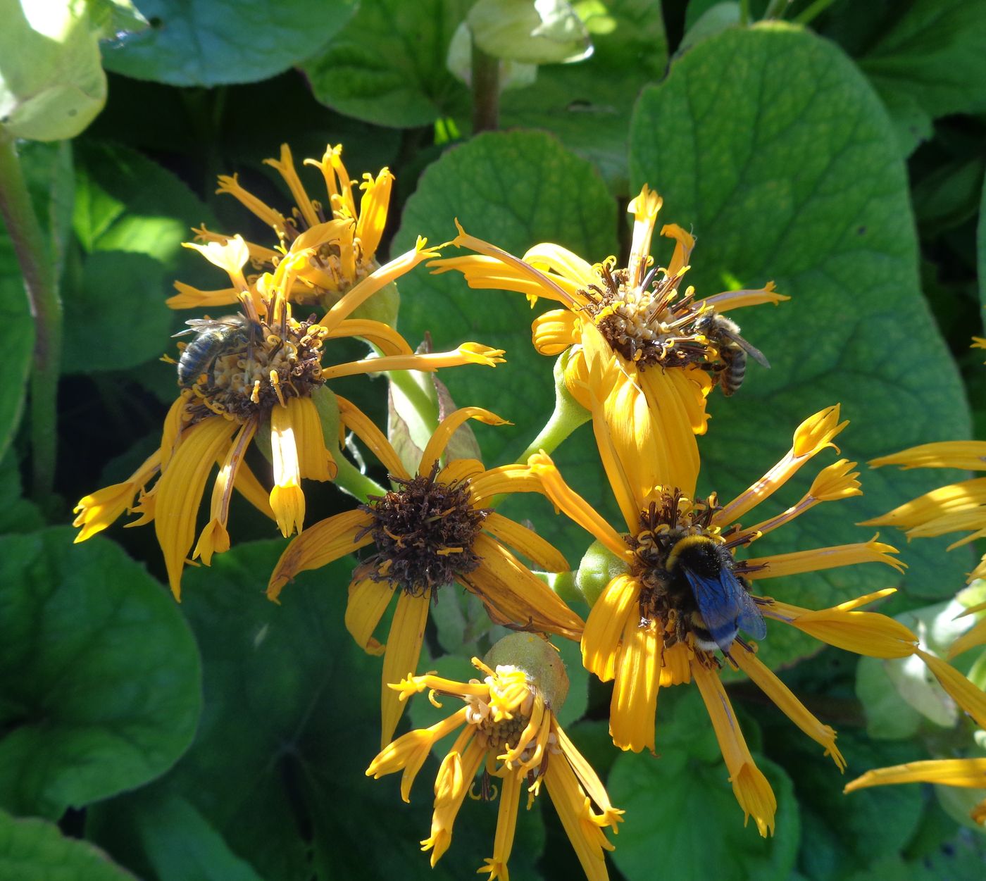 Изображение особи Ligularia dentata.