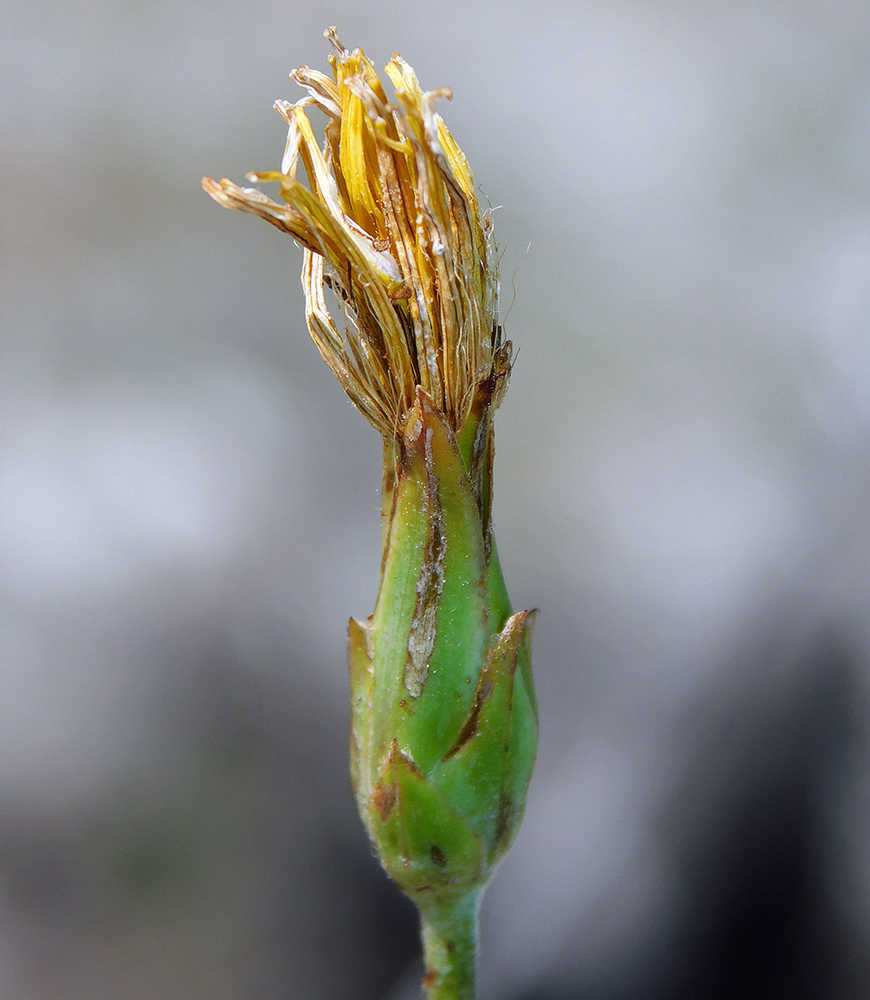 Изображение особи Scorzonera stricta.