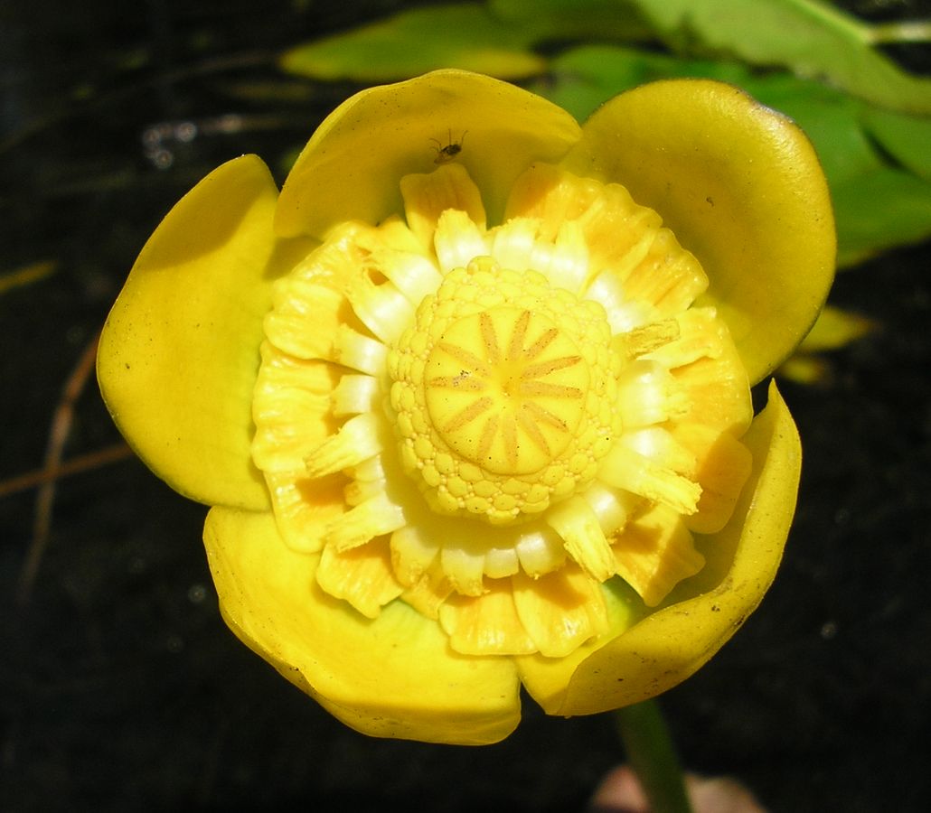 Изображение особи Nuphar lutea.