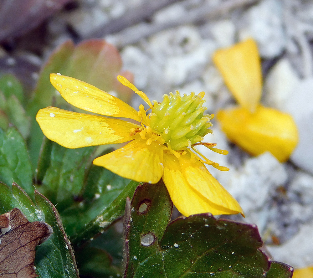 Image of Ranunculus repens specimen.