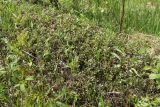 Arctostaphylos uva-ursi. Куртина. Ленинградская обл., Гатчинский р-н, окр. пос. Пудость, разреженный травяной ельник на месте старого травертинового карьера, зарастающая деревьями поляна. 10.06.2020.