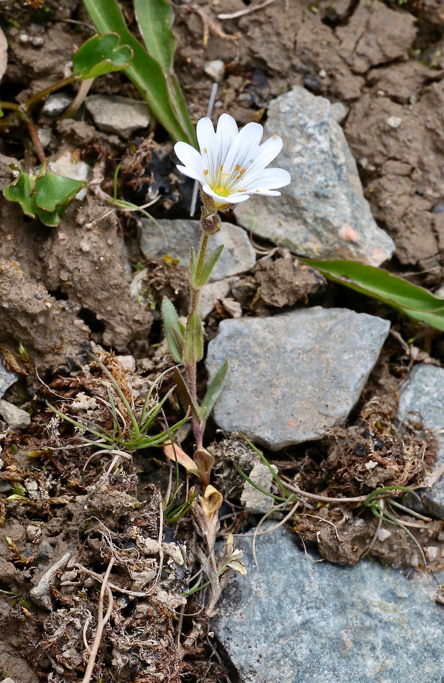 Изображение особи Dichodon cerastoides.