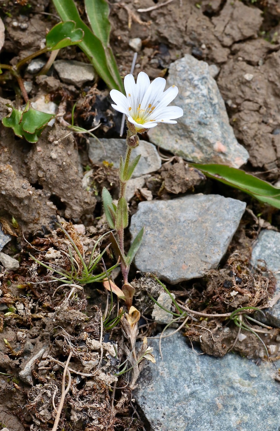 Изображение особи Dichodon cerastoides.