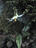 Erythronium oregonum. Цветущее растение. Великобритания, Шотландия, Эдинбург, Royal Botanic Garden Edinburgh, в культуре. 4 апреля 2008 г.