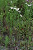Kalimeris integrifolia