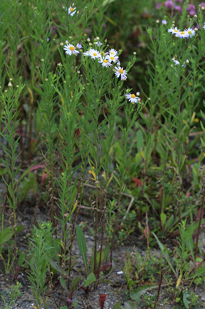 Image of Kalimeris integrifolia specimen.