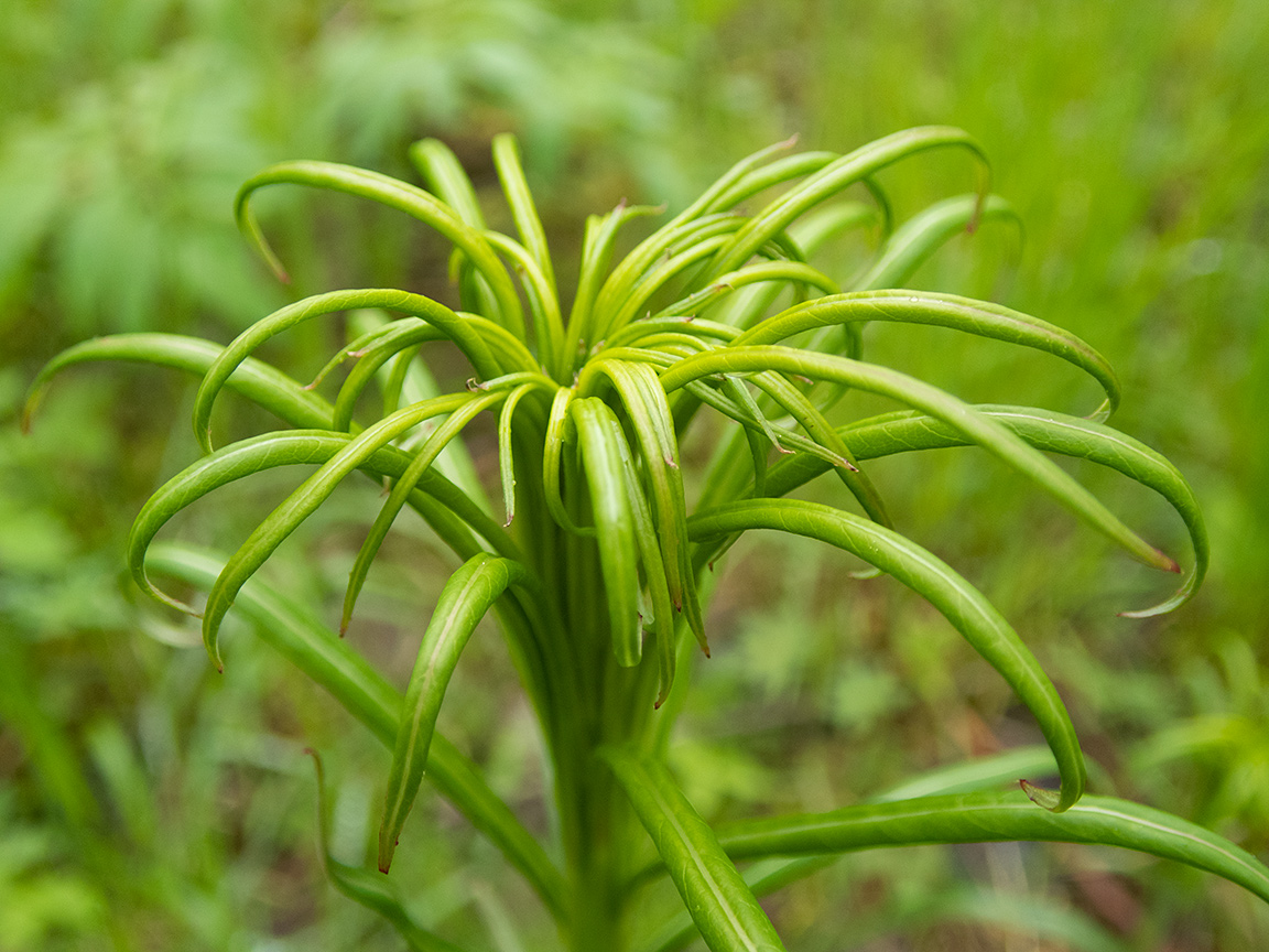 Image of Chamaenerion angustifolium specimen.