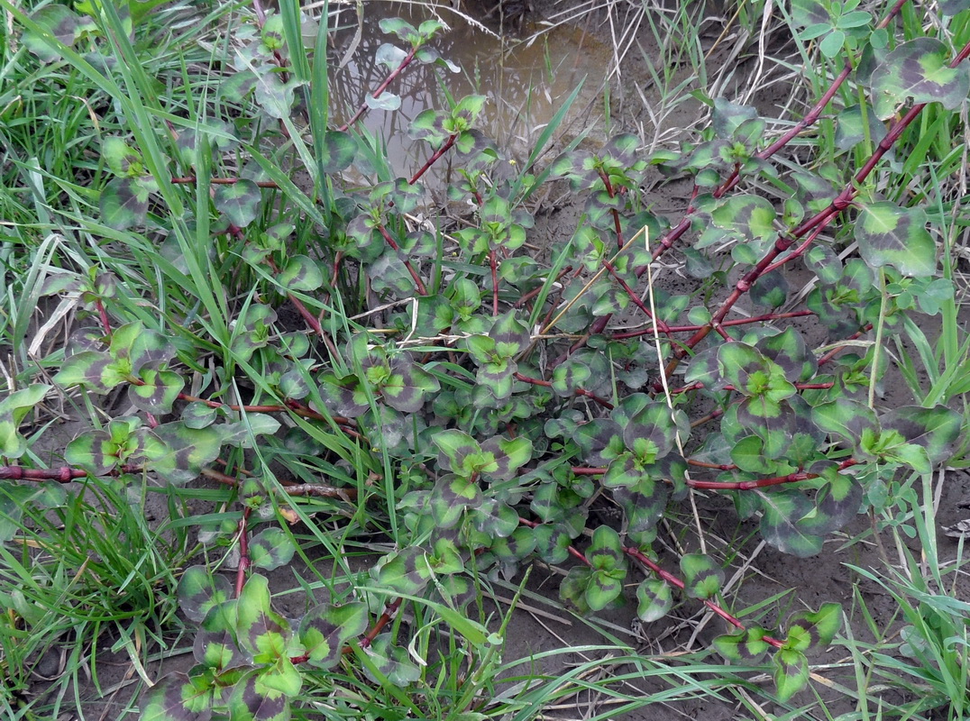 Image of genus Persicaria specimen.