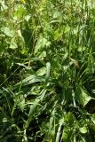 Anthoxanthum odoratum