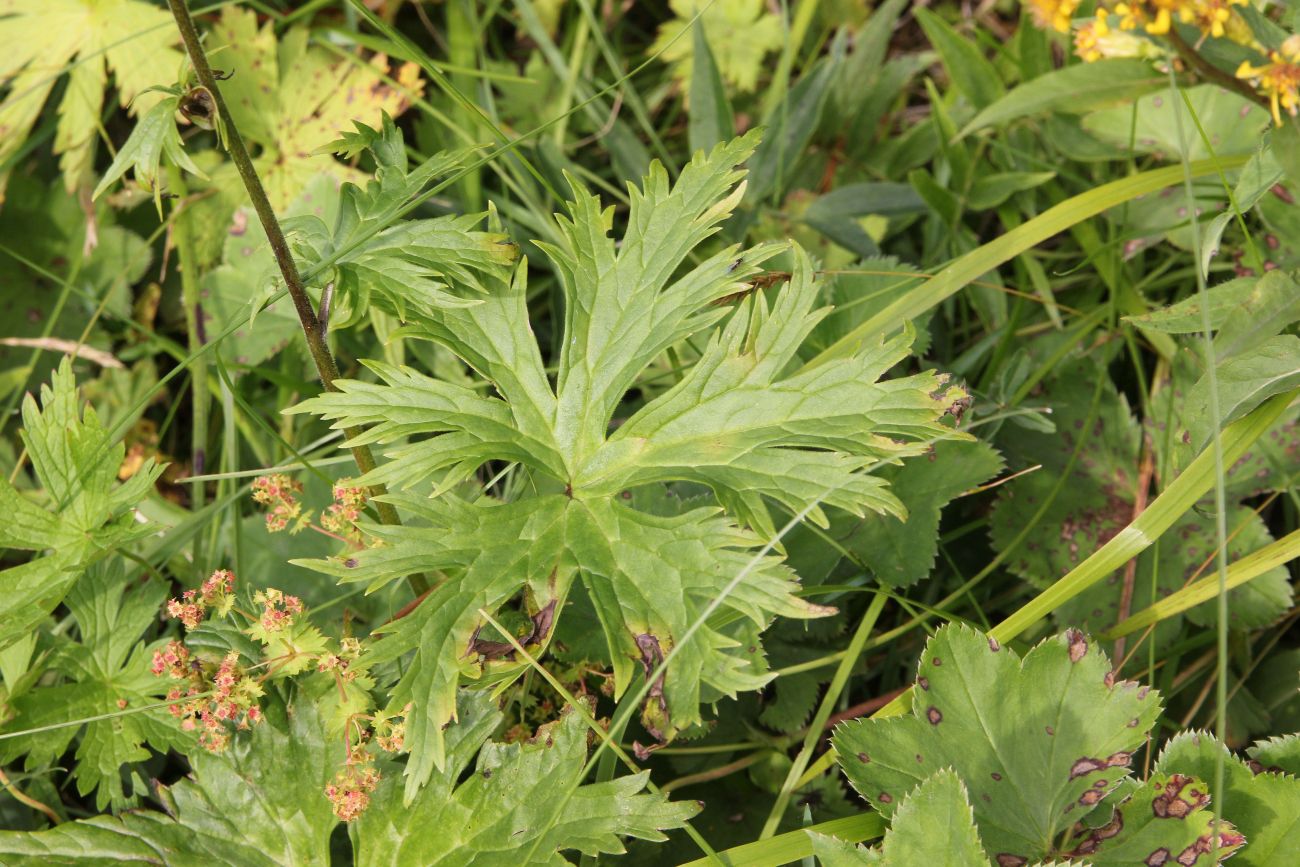 Изображение особи Aconitum septentrionale.