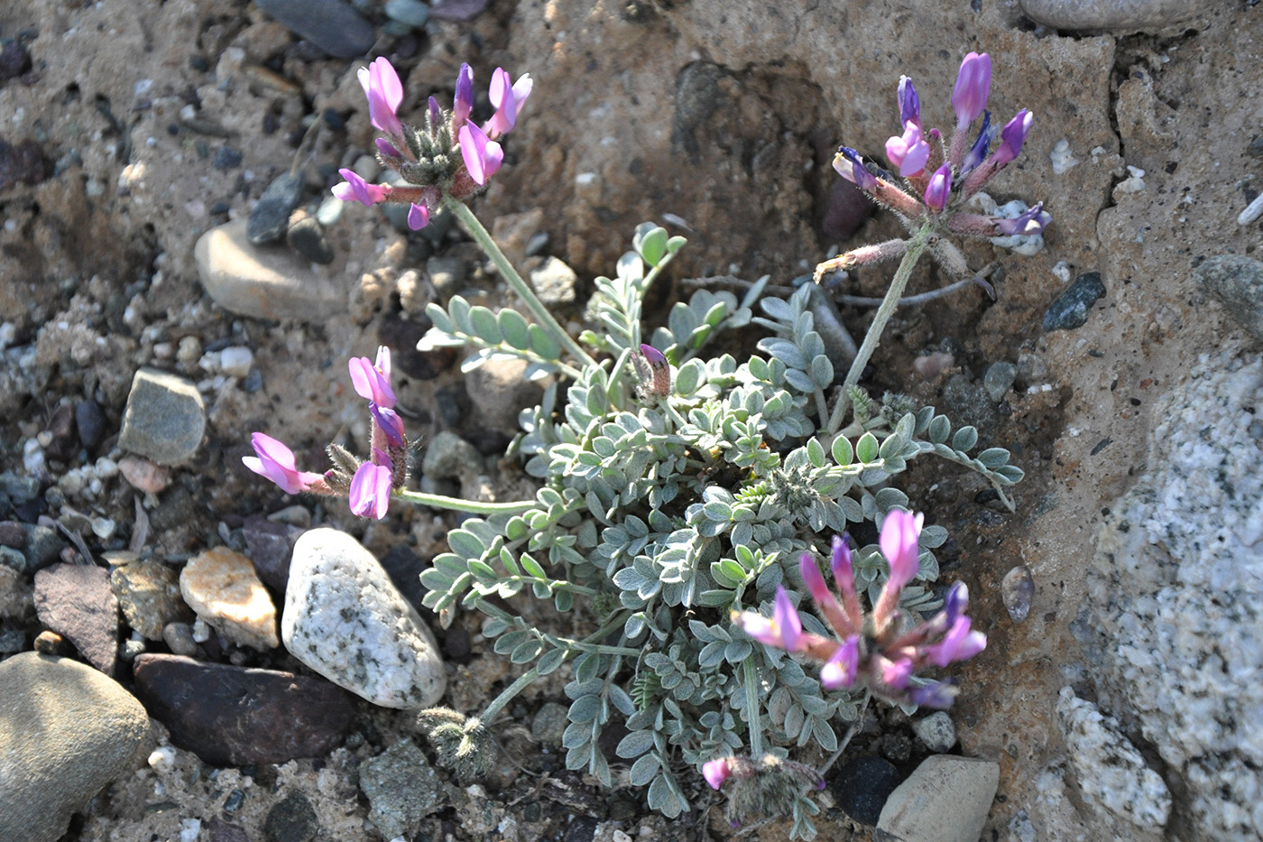 Изображение особи Astragalus petraeus.