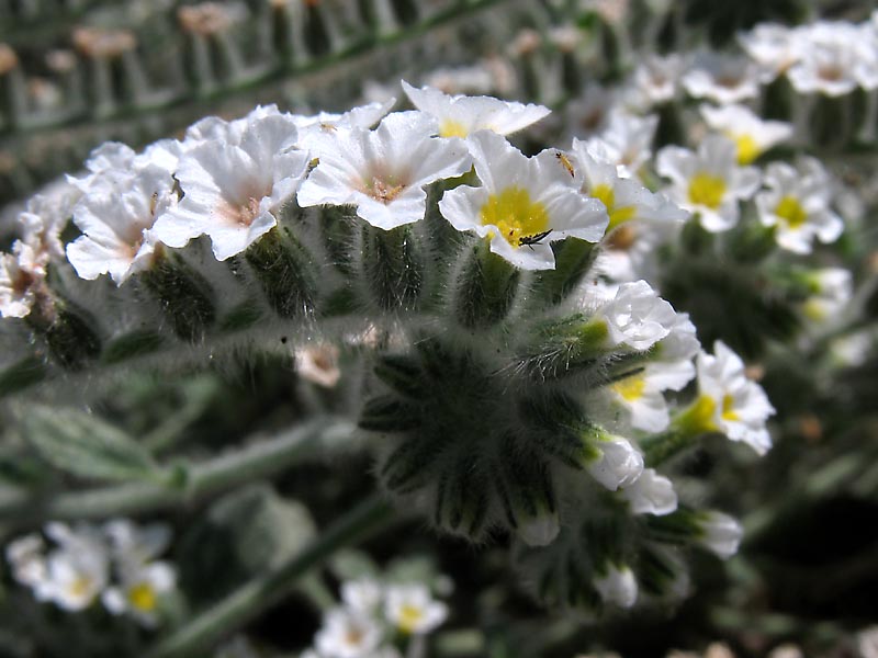 Изображение особи Heliotropium hirsutissimum.