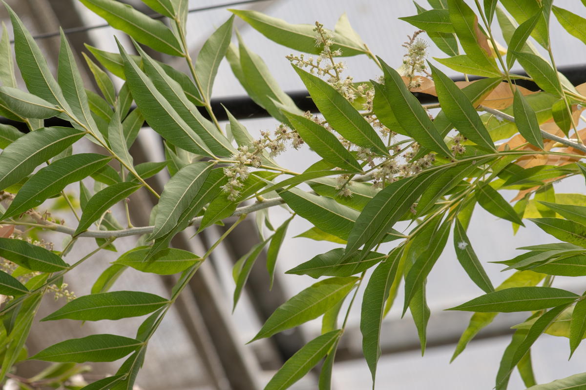 Image of Sapindus saponaria specimen.